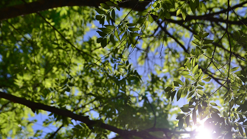 初夏の木漏れ日の写真